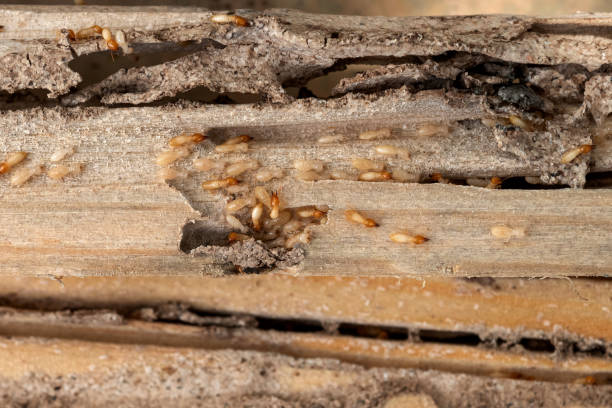 Best Flea Control Services  in Idylwood, VA